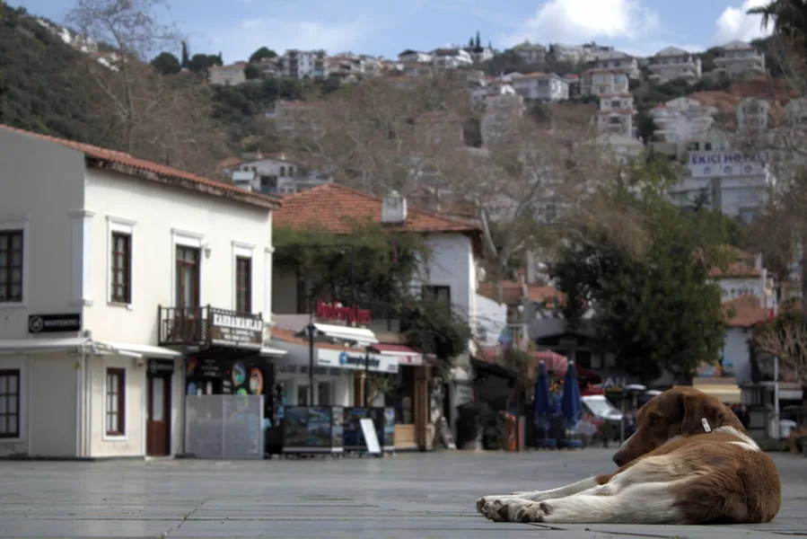 Budget housesitting in Antalya Turkey young couple with pet