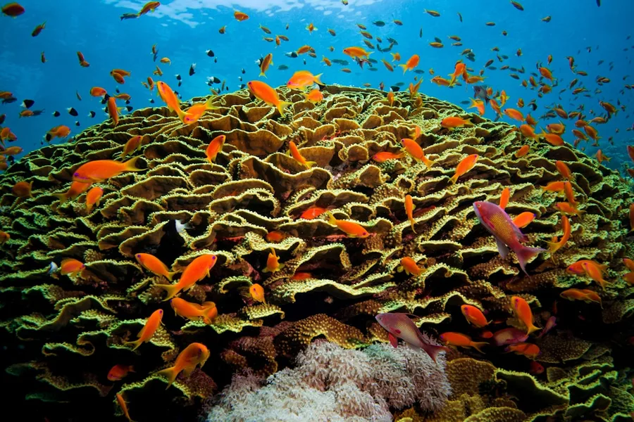 coral reef Ras Mohammed Sharm el-Sheikh Egypt