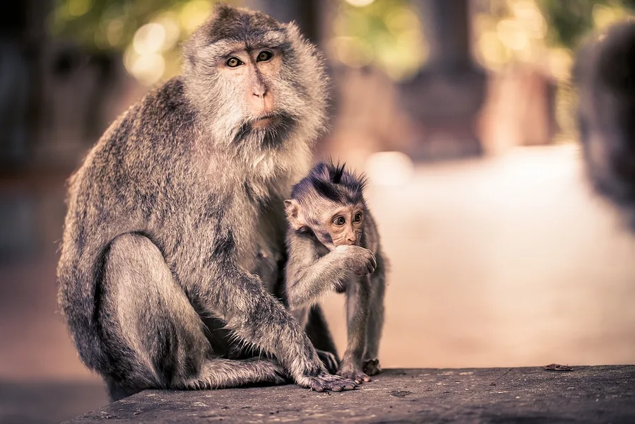 No feeding signs at Ubud Monkey Forest Bali Indonesia Osh Kyrgyzstan