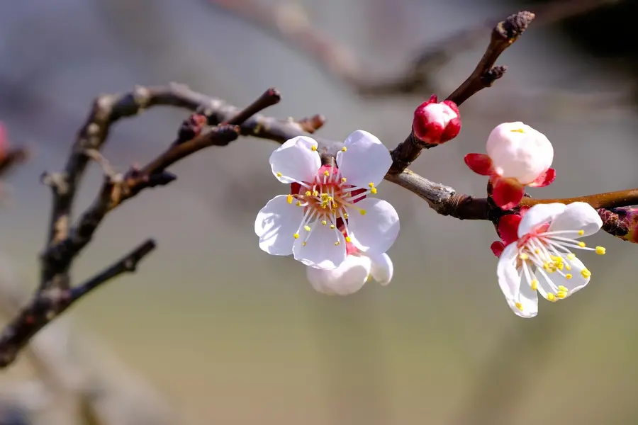 Gunib village apricot trees blossom Dagestan
