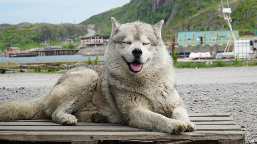 Teriberka Murmansk Russia food