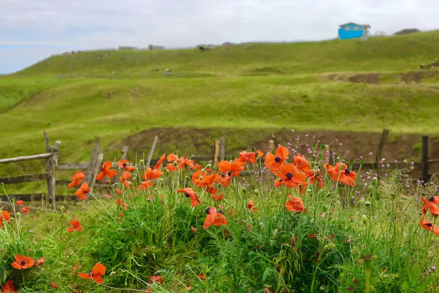 Sarykum dune with blooming poppies
