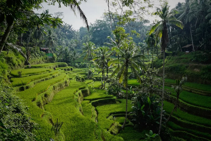 local car rental office Ubud Bali
