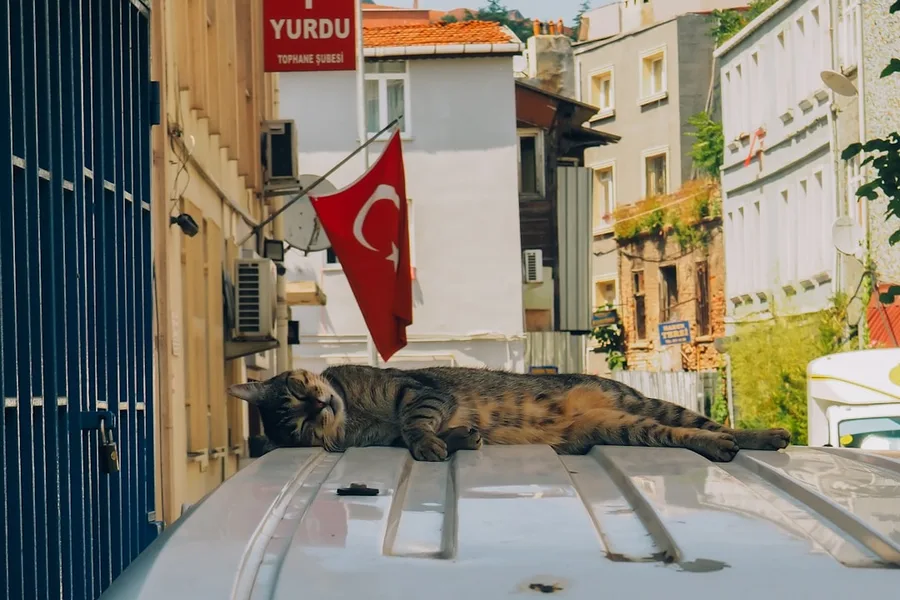 Istanbul City Pass Turkey waste money dog not allowed